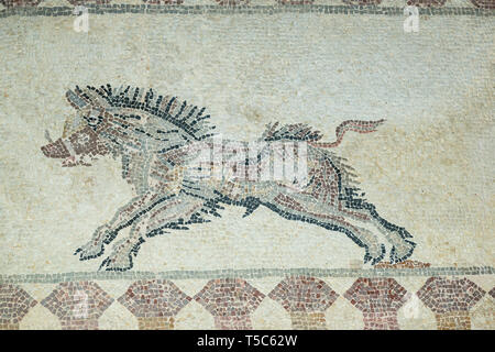 Mosaik Darstellung von einem Wildschwein, Haus des Dionysos, der Archäologische Park Paphos, Paphos, Zypern Stockfoto