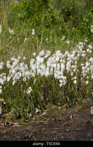 Eriophorum angustifolium, Wollgras, gemeinsame cottonsedge, Baumwolle, Limburg Moor, Niederlande Stockfoto