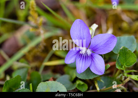 Gemeinsame Hund Violett, Viola riviniana, wachsen in Rasen, Monmouthshire, Wales Stockfoto