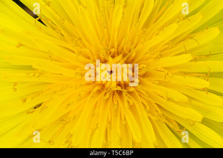Löwenzahn Blume, Taraxacum Officinale, Monmouthshire. Familie der Asteraceae Stockfoto