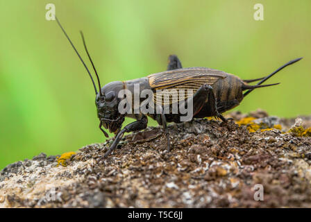 Feld cricket Gryllus campestris in der Tschechischen Republik Stockfoto