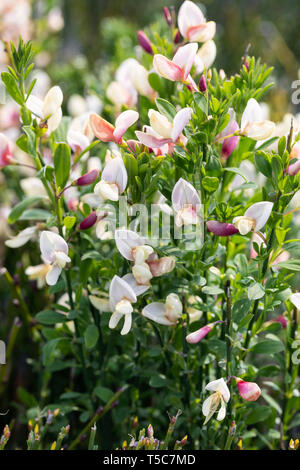 Close Up of Cytisus - Besen ein blühender Sträucher, der in einem englischen Garten blüht, England, Großbritannien Stockfoto