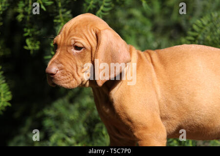 Welpen von Nizza ungarischen Kurzhaariger Vorstehhund (vizsla) Stockfoto