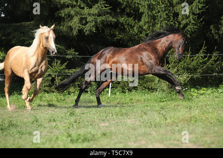 Zwei Quarter horse Hengste mit einander kämpfen auf Weideland Stockfoto