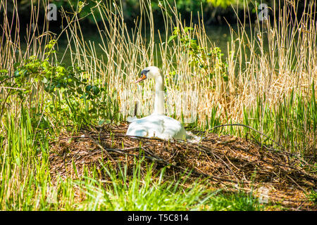 Eine Mute swan Sitzen auf einem Nest am Ufer des Fluss Wensum in Norwich, Norfolk, England, UK. Stockfoto