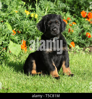 Hovawart sitzen vor ein paar Blumen im Garten Stockfoto