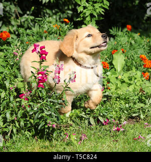 Hovawart Welpen Bewegen auf dem Gras im Garten Stockfoto