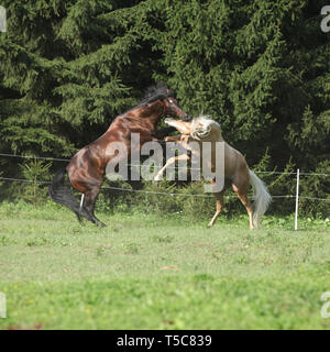 Zwei Quarter horse Hengste mit einander kämpfen auf Weideland Stockfoto