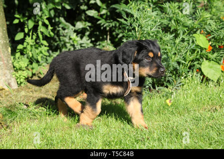Hovawart Welpen Bewegen auf dem Gras im Garten Stockfoto