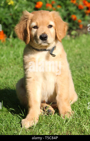 Hovawart sitzen vor ein paar Blumen im Garten Stockfoto