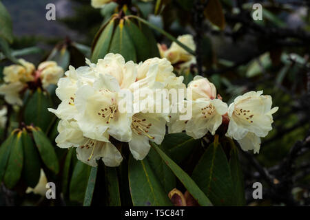 Gelb Rhododendron Blumen in voller Blüte in der Nähe von Nullpunkt, Lachung, Sikkim, Indien. Stockfoto