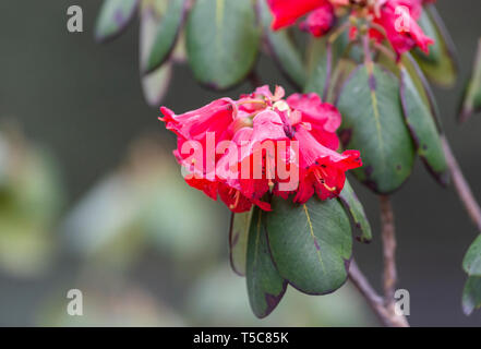 Rot Rhododendron Blumen in voller Blüte in der Nähe von Nullpunkt, Lachung, Sikkim, Indien. Stockfoto