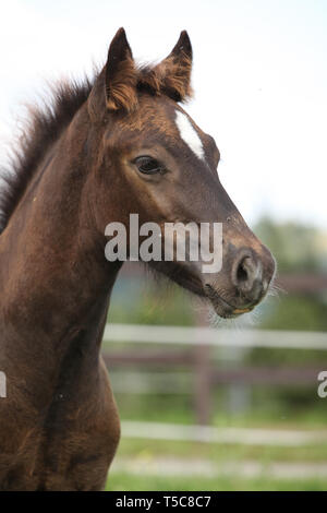 Schöne Welsh Cob Fohlen zu Ihnen schauen auf Weideland Stockfoto