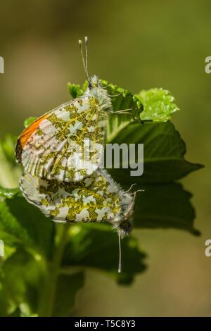 Ein paar orange Spitze Schmetterlinge paaren auf grünes Blatt, ein Männchen mit orange Tipps, die vorderflügel, haben beide bemoosten grünen und weißen Hinterpfoten-Wings Stockfoto