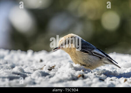 Pygmy Kleiber (Sitta pygmaea) Ernährung Stockfoto
