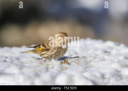 Kiefer Siskin (spinus Pinus) sitzen im Schnee Stockfoto