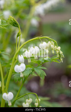 Lamprocapnos californica 'Alba'. Weiß blutende Herz Blumen Stockfoto