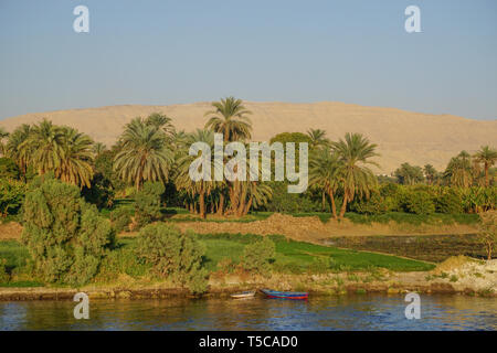Nil, Ägypten: fruchtbare Felder von Pflanzen, Palmen, und zwei Ruderboote auf dem Westufer des Nil; große Sanddünen im Hintergrund. Stockfoto