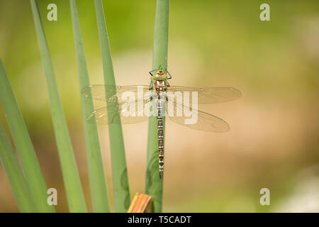 Weibliche southern Hawker, Aeshna cyanea, Libelle gerade von der Nymphe aufgetaucht - nagelhaut in der Tschechischen Republik Stockfoto