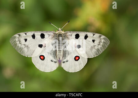 Apollo Buterfly Clossiana Apollo in der Tschechischen Republik Stockfoto