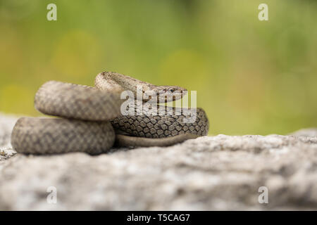 Glatte Schlange, Coronella austriaca, in der Tschechischen Republik Stockfoto