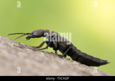 Des Teufels Trainer - Pferd Ocypus olens Käfer in der Tschechischen Republik Stockfoto