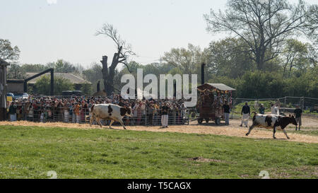 "Vermietung und Verpachtung aus der Kühe" Festival in der Bhaktivedanta Manor in der Nähe von Watford, England. Das Manor ist ein ISKCON-Website (Internationale Gesellschaft für Krishna Consci Stockfoto