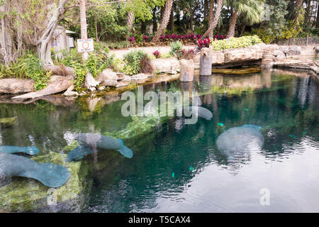 Florida Manatees in Manatee Rehabilititation, Seaworld, Orlando. Stockfoto