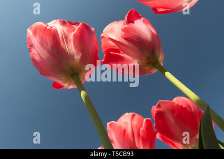 Rosa Tulpen vor blauem Himmel in Amsterdam. Ein beliebtes Geschenk in den Niederlanden während der Feierlichkeiten wie Valentinstag oder Muttertag. Stockfoto