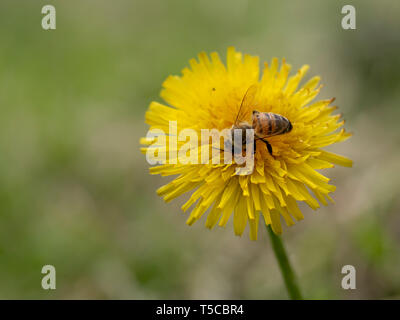 Honig Biene Apis mellifera auf Löwenzahn Blume, Taraxacum officinalis. Die bestäubung. Stockfoto