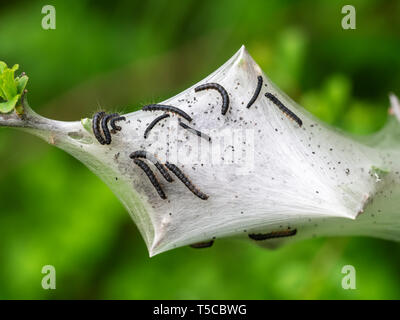 Malacosoma eulengattung. Tent Caterpillar nest Detail, aka Lakai motte Junge. Auf Prunus spinosa, schlehe Bush. Stockfoto