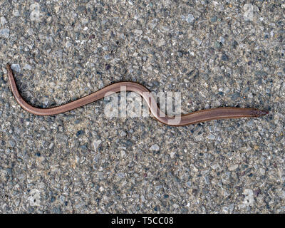 Slowworm aka langsam Wurm oder blindworm, Anguis fragilis, Ansicht von oben. Ein Reptil in Eurasien. Aka taube Otter. Stockfoto