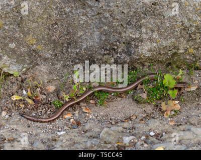 Slowworm aka langsam Wurm oder blindworm, Anguis fragilis, durch die Wand. Ein Reptil in Eurasien. Aka taube Otter. Stockfoto