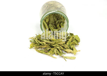 Getrocknete Stevia (Stevia Rebaudiana Bertoni) Blätter aus einem Glas auf weißem Hintergrund. Hochauflösende Bilder Galerie. Stockfoto