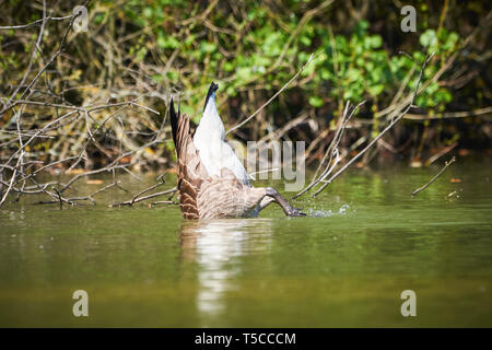 Kanadagans (Branta canadensis) auf der Suche nach Nahrung unter Wasser Stockfoto
