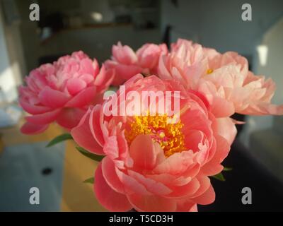 Rosa Pfingstrose Blumen in eine Vase voll geöffnet Stockfoto