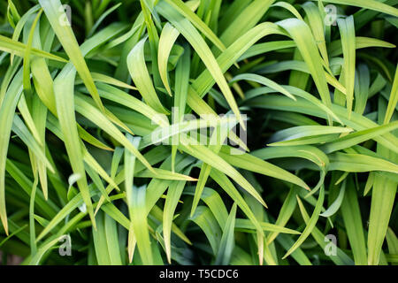 Hintergrund eines grünen Gras. Green Grass Textur Green Grass Textur aus einem Feld Stockfoto