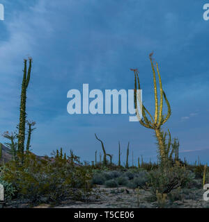 Boojum Bäume (Fouquieria columnaris) oder cirio bei Dämmerung in Baja California, Mexiko. Stockfoto