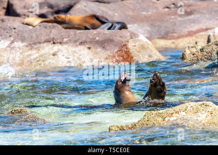 Zwei kalifornische Seelöwen (zalophus californianus) im Wasser bellen die Küste von Los Islotes, Baja California, Mexiko. Stockfoto