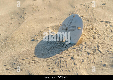 Sand Dollar (Dendraster excentricus) Tanks (endoskeletons) in den Sand stecken, von Krabbe Titel in Baja California, Mexiko umgeben. Stockfoto