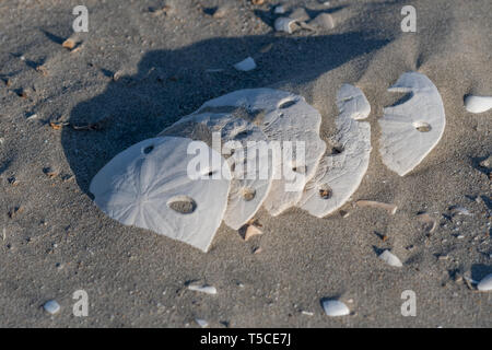 Sand Dollar (Dendraster excentricus) Tanks (endoskeletons) auf Sand Dollar Strand, Magdalena Insel in Baja California, Mexiko. Stockfoto