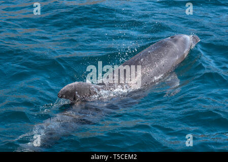 Dolphin, Golf von Kalifornien, Mexiko. Stockfoto