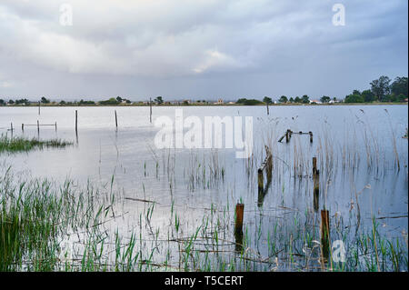 Alte Kai unter der Vegetation, am Ufer der Lagune von Aveiro im späten Nachmittag steigt Stockfoto