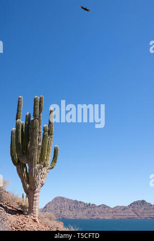 Geier und Cardón Kaktus, Bucht von Loreto Nat. Park, Baja California Sur, Mexiko. Stockfoto