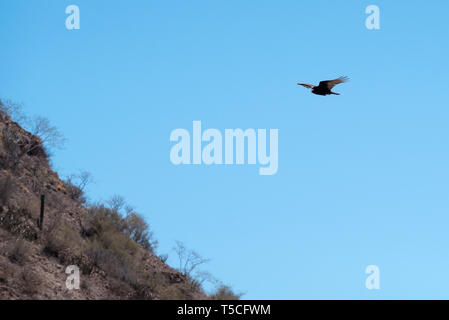 Truthahngeier, Bucht von Loreto Nat. Park, Baja California Sur, Mexiko. Stockfoto