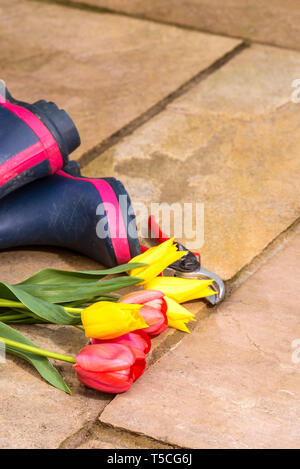 Paar blaue Gummistiefel auf einem Stein Terrasse. Meine Damen regen Stiefel. Frühling Blumen und Blüten, geschnitten, gelbe und rote Tulpen, mit der Gartenschere. Stockfoto