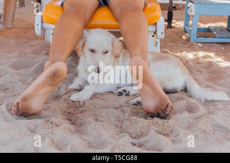 Weißer hund Erholung am Strand zwischen die Beine eines Mannes Festlegung auf der Sonnenbank Cute Stockfoto