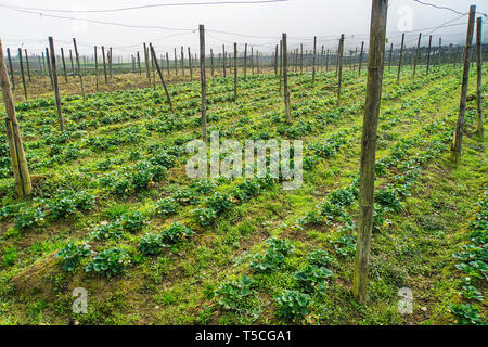 Landwirtschaft Bauernhof von erdbeerfeld in Vietnam. Da Lat ist auch als Bereich für die wissenschaftliche Forschung in den Bereichen bekannt. Große Erdbeere Plantage im Stockfoto