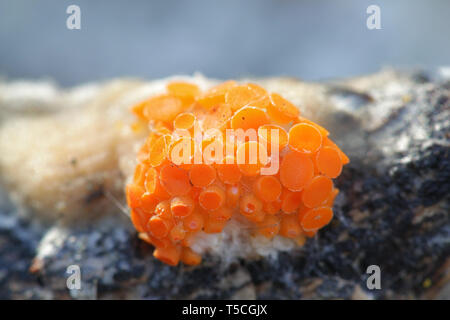 Orance cup Pilz, Thelebolus terrestris, Arten von Pilzen nur auf gut-verrottete Rotwild Kot unter Pflanzenresten wächst. Stockfoto