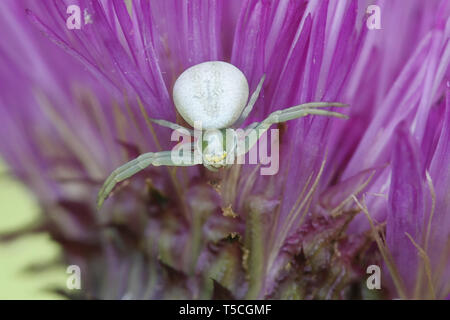Goldrute crab spider oder Blüte crab Spider, Misumena vatia, Jagd auf dem Blühen plume Distel in Finnland Stockfoto